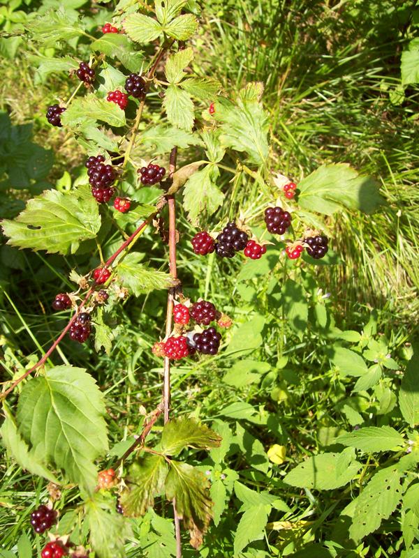 Изображение особи Rubus nessensis.