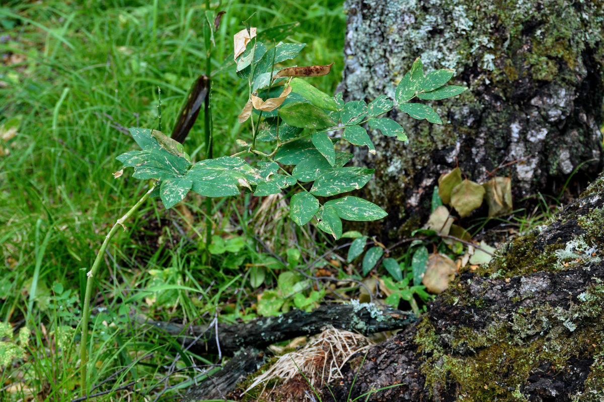 Image of Lathyrus gmelinii specimen.