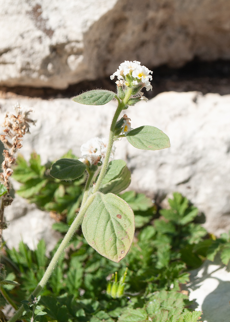 Изображение особи Heliotropium hirsutissimum.