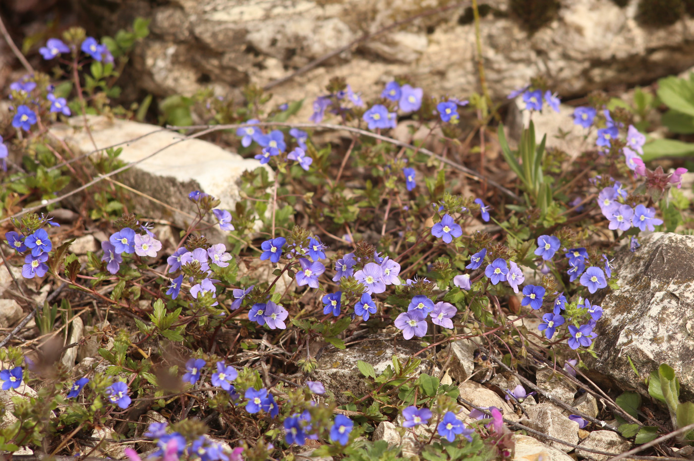 Image of Veronica umbrosa specimen.