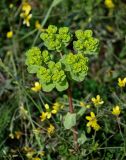 Euphorbia helioscopia. Верхушка плодоносящего растения. Дагестан, Магарамкентский р-н, окр. с. Приморский, окраина песчаного пляжа. 05.05.2022.