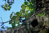 Hydrangea petiolaris. Верхушка ветви на стволе Betula. Видны незрелые соплодия и несколько оставшихся краевых цветков. Курильские о-ва, о-в Кунашир, вулкан Менделеева, ≈ 400 м н.у.м., смешанный лес. 21.08.2022.