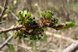 Ulmus japonica