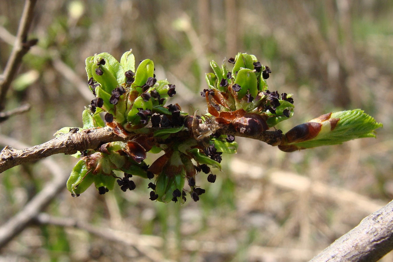 Image of Ulmus japonica specimen.