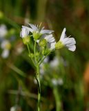 Cardamine amara