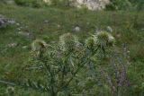 Cirsium ciliatum. Верхушки побегов с развивающимися соцветиями. Кабардино-Балкария, Эльбрусский р-н, окр. устья р. Бедык, луг на правом берегу. 25 июля 2022 г.