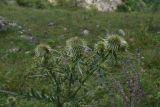 Cirsium ciliatum