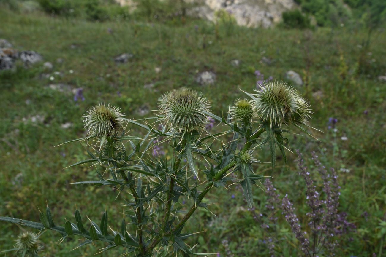 Image of Cirsium ciliatum specimen.