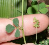 Medicago lupulina