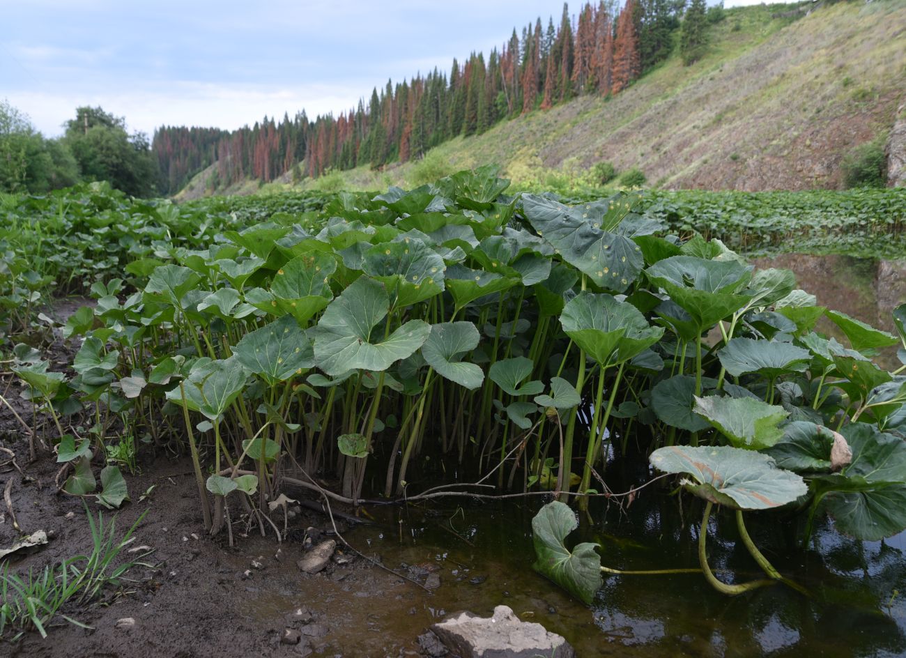 Изображение особи Petasites spurius.