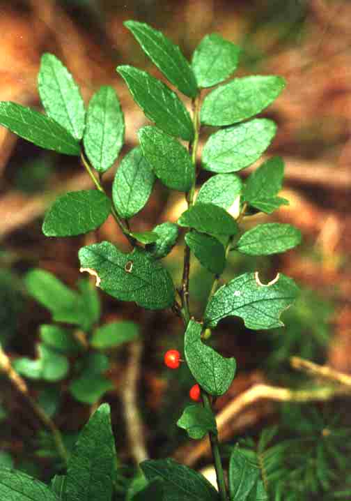 Image of Ilex rugosa specimen.