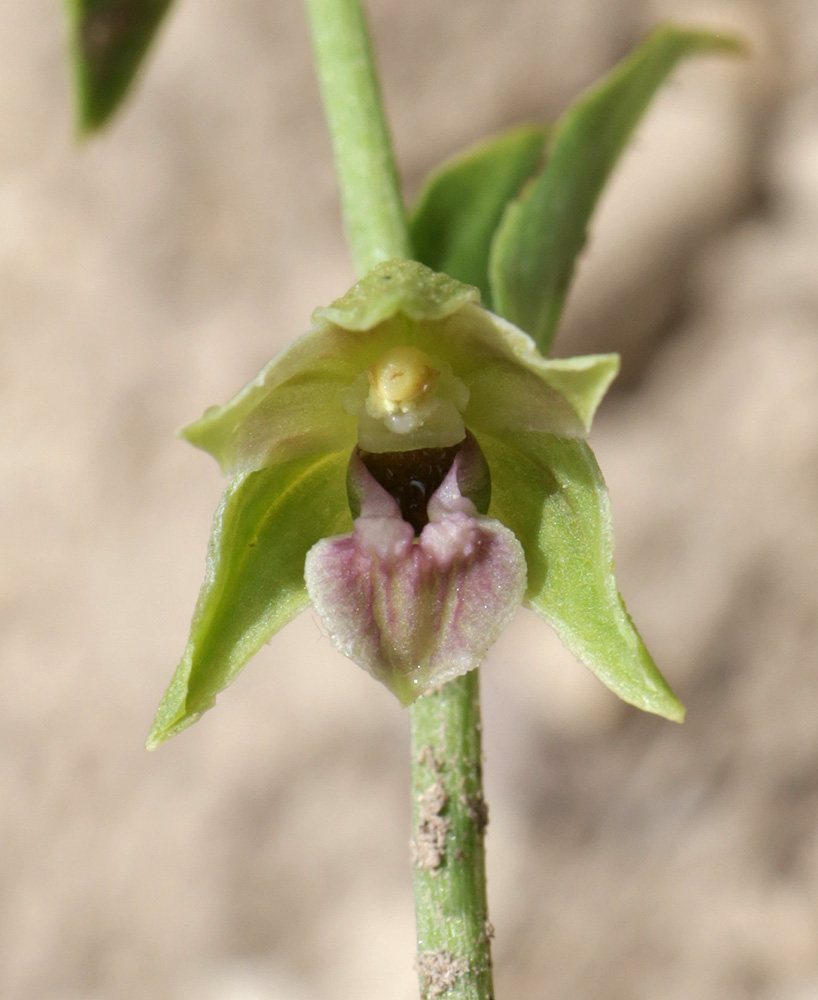 Image of Epipactis persica specimen.