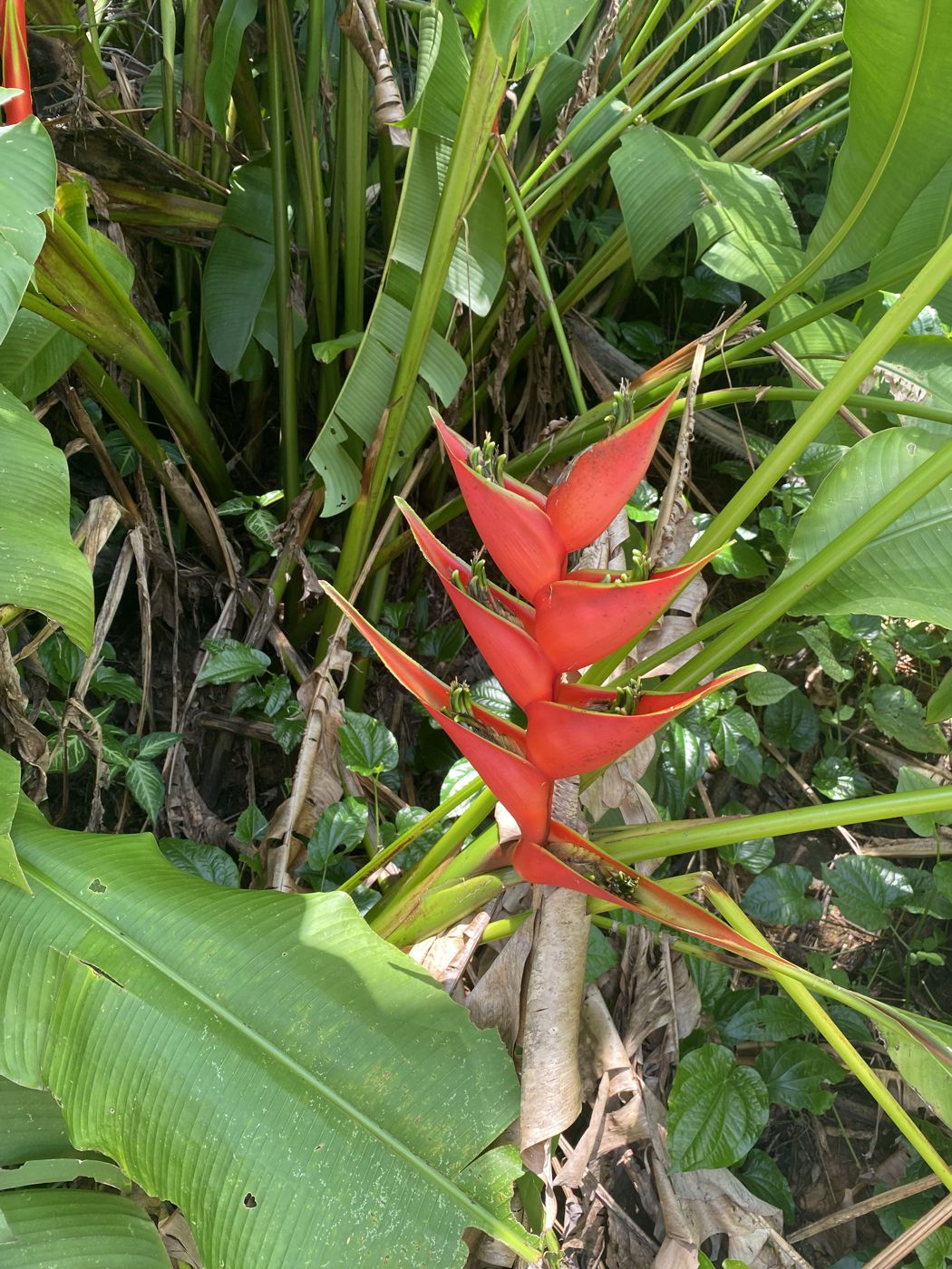 Image of Heliconia stricta specimen.