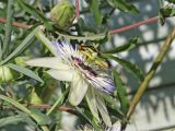 Passiflora caerulea