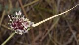 Allium sativum