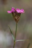 Dianthus ruprechtii. Верхушка цветущего растения. Кабардино-Балкария, Эльбрусский р-н, подножие пика Терскол, ≈ 2200 м н.у.м., сосновый лес. 22.08.2023.