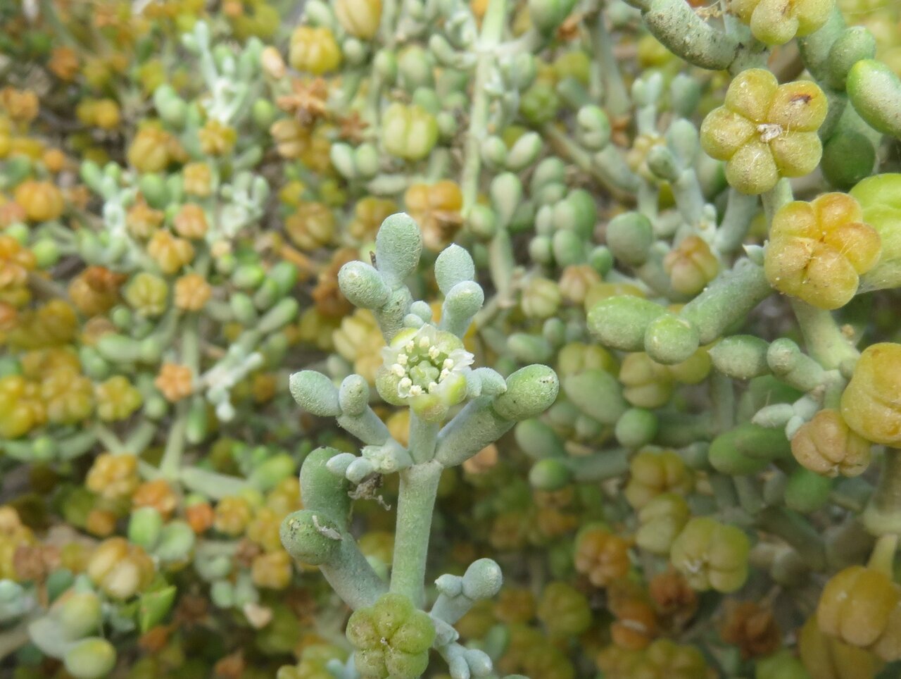 Изображение особи Tetraena alba.