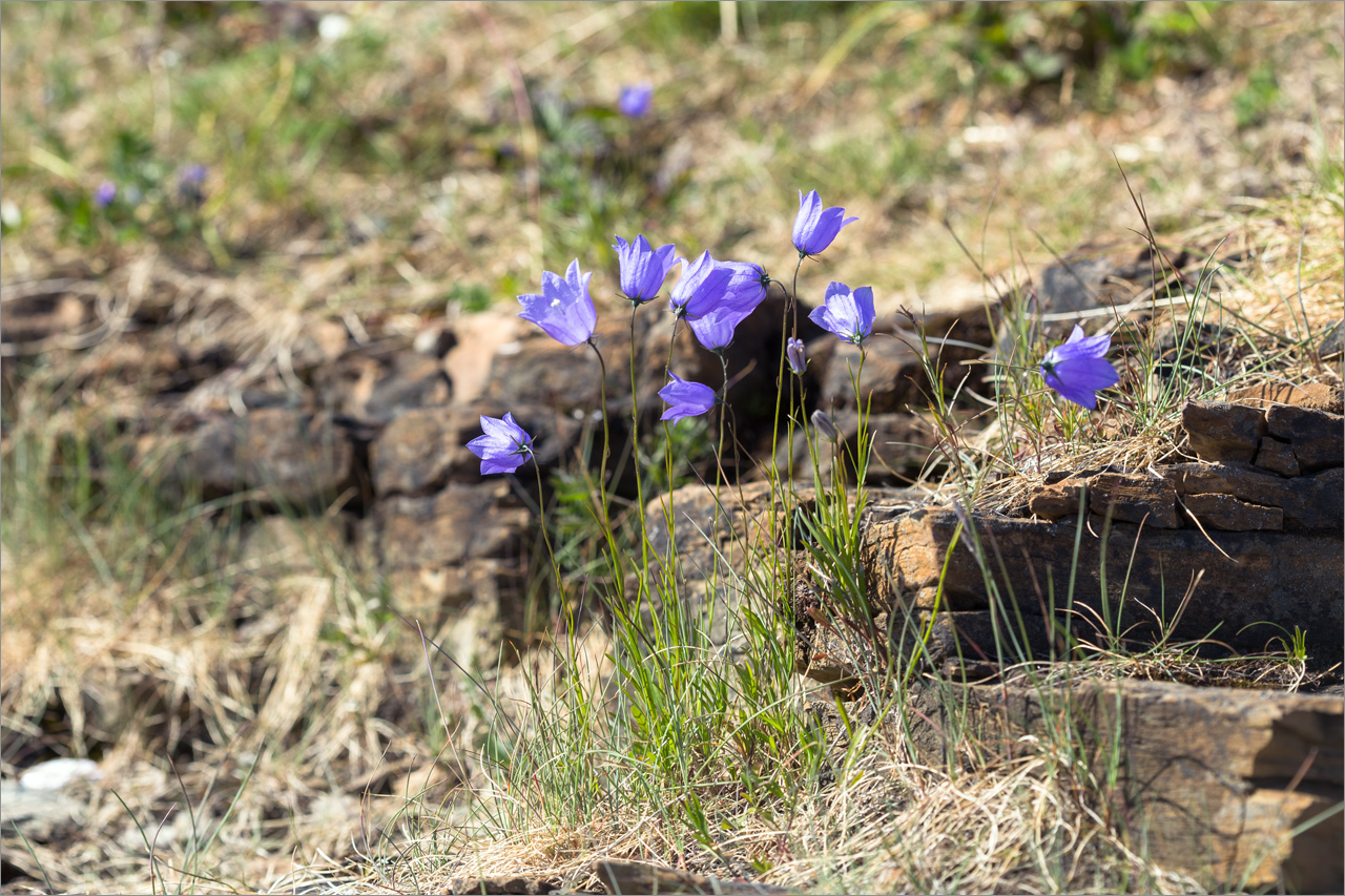 Image of Campanula rotundifolia specimen.