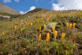 Crocus scharojanii. Цветущие растения. Карачаево-Черкесия, Урупский р-н, Кавказский биосферный заповедник, Имеретинские озёра, окр. оз. Безмолвия, ≈ 2600 м н.у.м., альпийский луг. 17.09.2023.