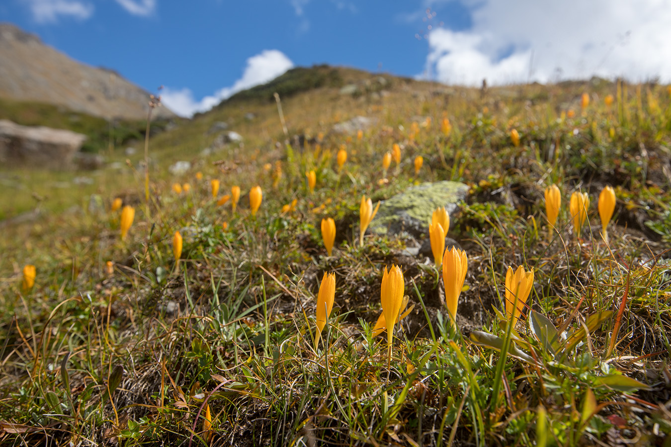 Image of Crocus scharojanii specimen.