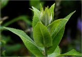 Inula helenium