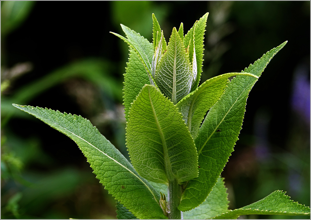 Изображение особи Inula helenium.