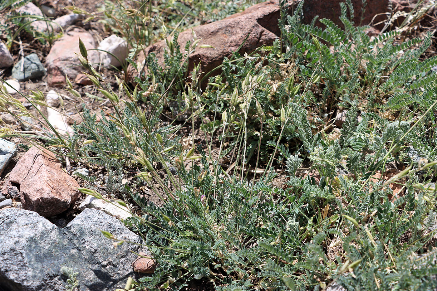 Изображение особи Oxytropis tschimganica.