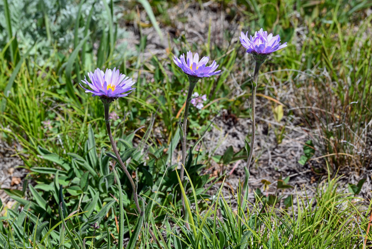 Изображение особи Aster alpinus.