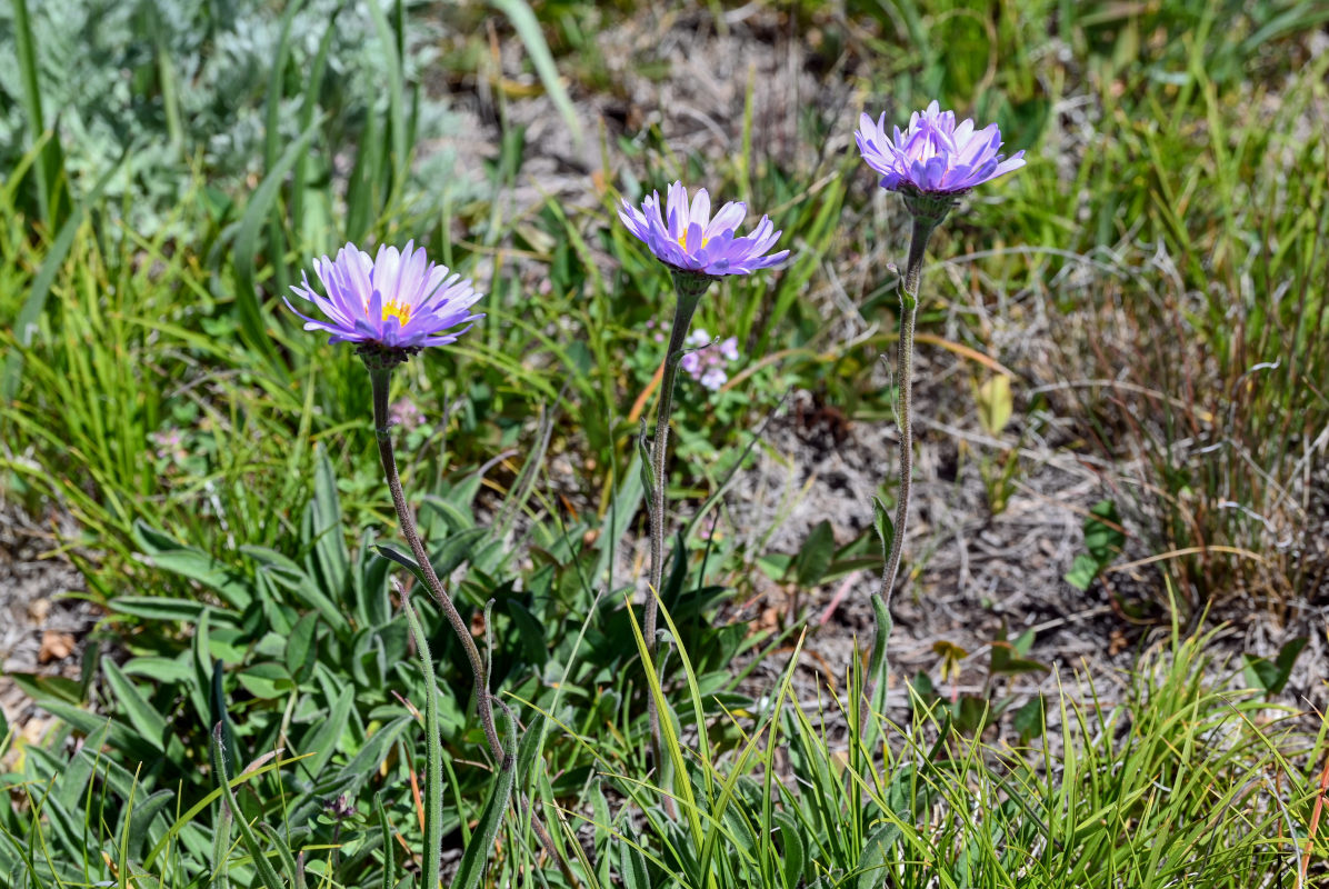 Image of Aster alpinus specimen.