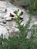 Scrophularia cretacea