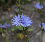 Cichorium intybus. Часть веточки с цветущими, отцветшими и развивающимися соцветиями. Чечня, Шаройский р-н, бассейн р. Цесиахк, нижняя часть долины левого притока. 11 августа 2023 г.