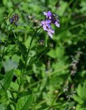 Hesperis matronalis. Верхушка цветущего растения. Московская обл., г. Железнодорожный, берег Саввинского пруда, влажный луг. 30.05.2022.