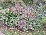 Hydrangea quercifolia