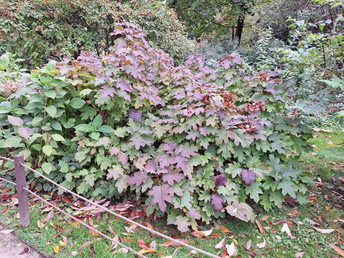 Image of Hydrangea quercifolia specimen.