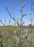 Artemisia marschalliana