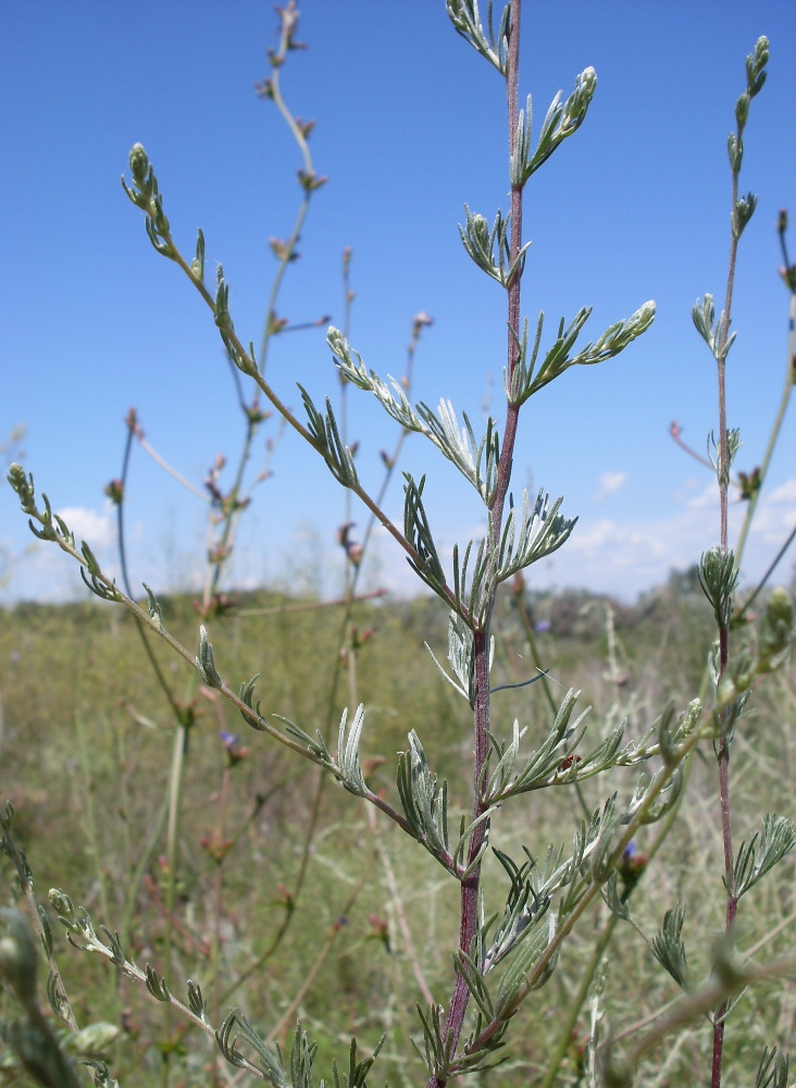 Изображение особи Artemisia marschalliana.