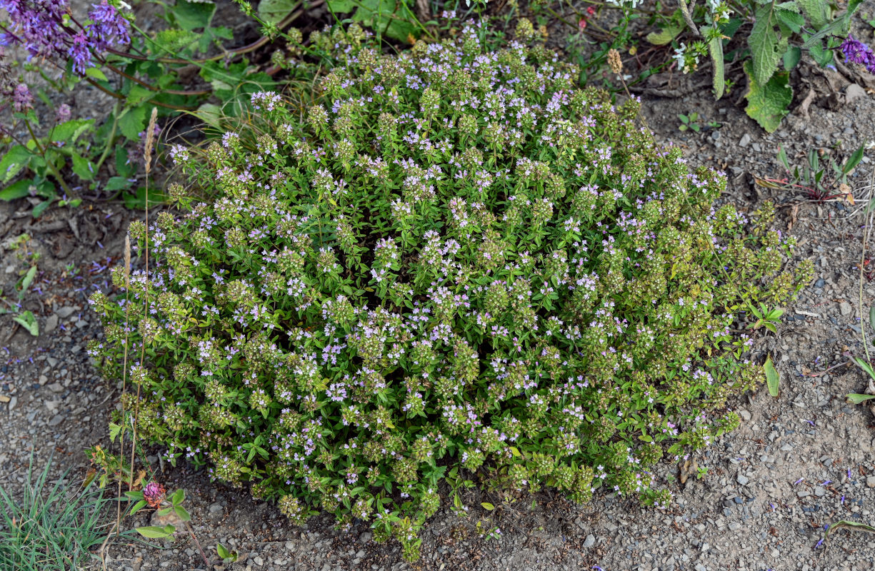 Изображение особи род Thymus.