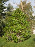 Camellia japonica. Бутонизирующее растение. Краснодар, парк \"Краснодар\", Японский сад, в культуре. 01.01.2024.