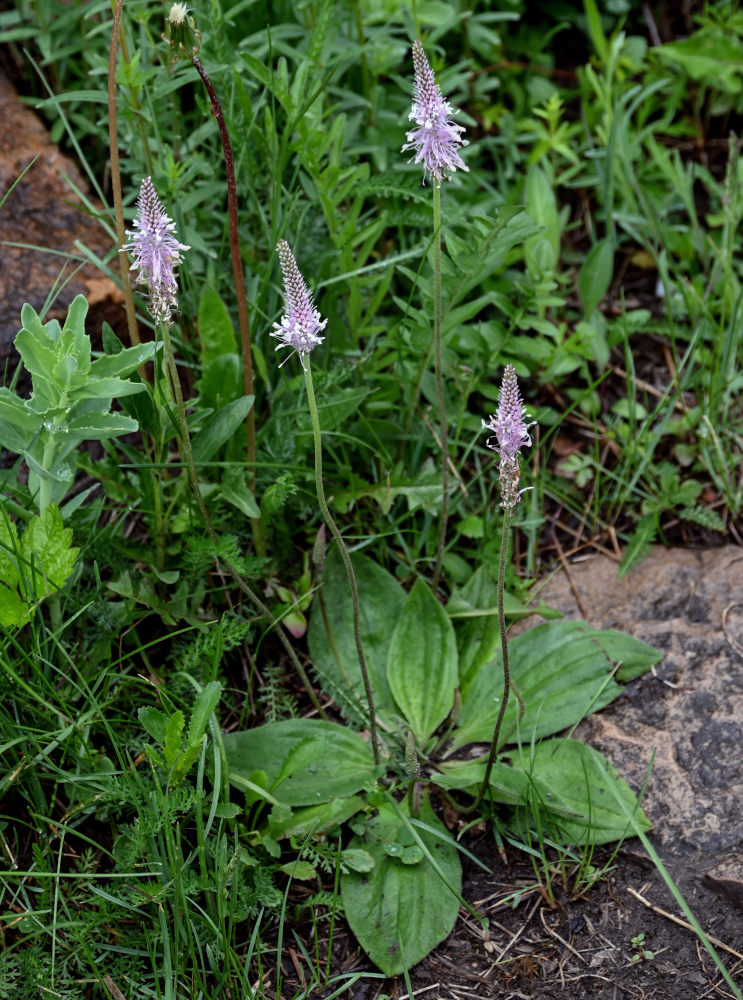 Image of Plantago media specimen.