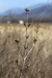 Viburnum burejaeticum