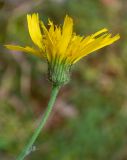 род Hieracium