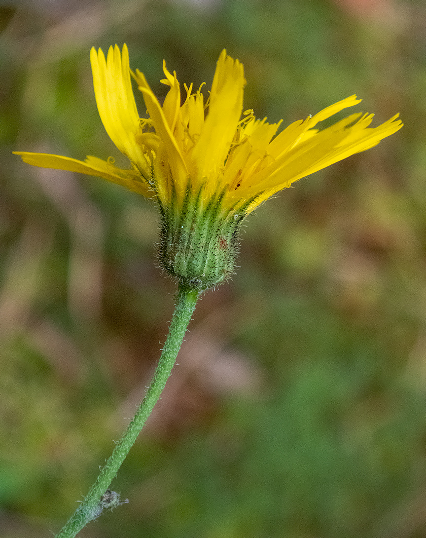 Изображение особи род Hieracium.