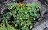 Rhodiola integrifolia