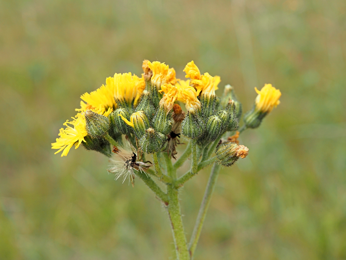 Image of Pilosella cymosa specimen.