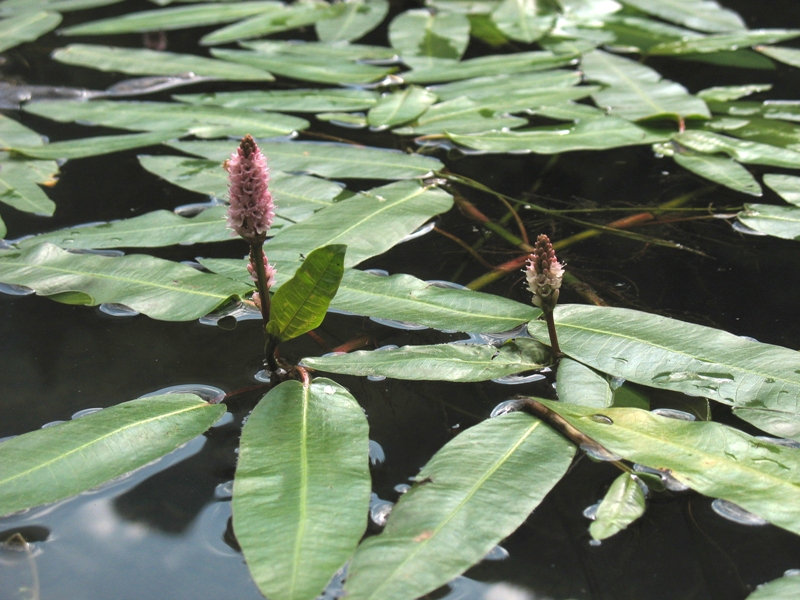 Изображение особи Persicaria amphibia.