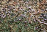 Limonium michelsonii