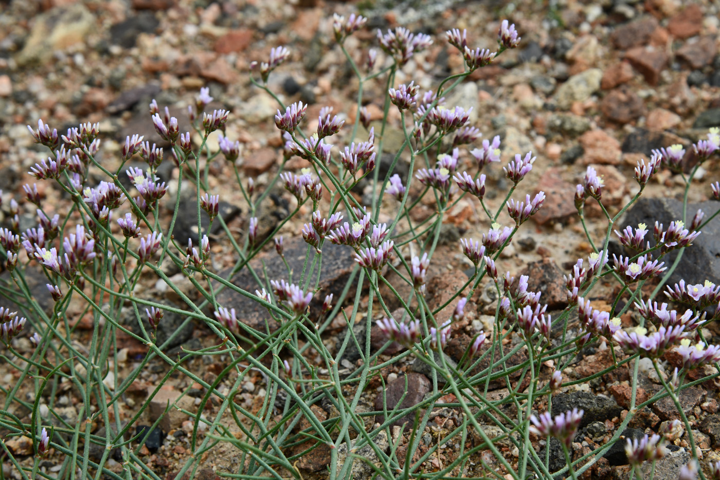 Изображение особи Limonium michelsonii.