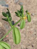 Zygophyllum lehmannianum. Веточка плодоносящего растения. Казахстан, Алматинская обл., нац. парк \"Чарын\", 18 км ЮЗЗ с. Чунджа, пойма р. Чарын, саксаульник. 12 мая 2024 г.