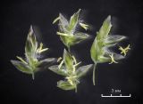 Poa supina