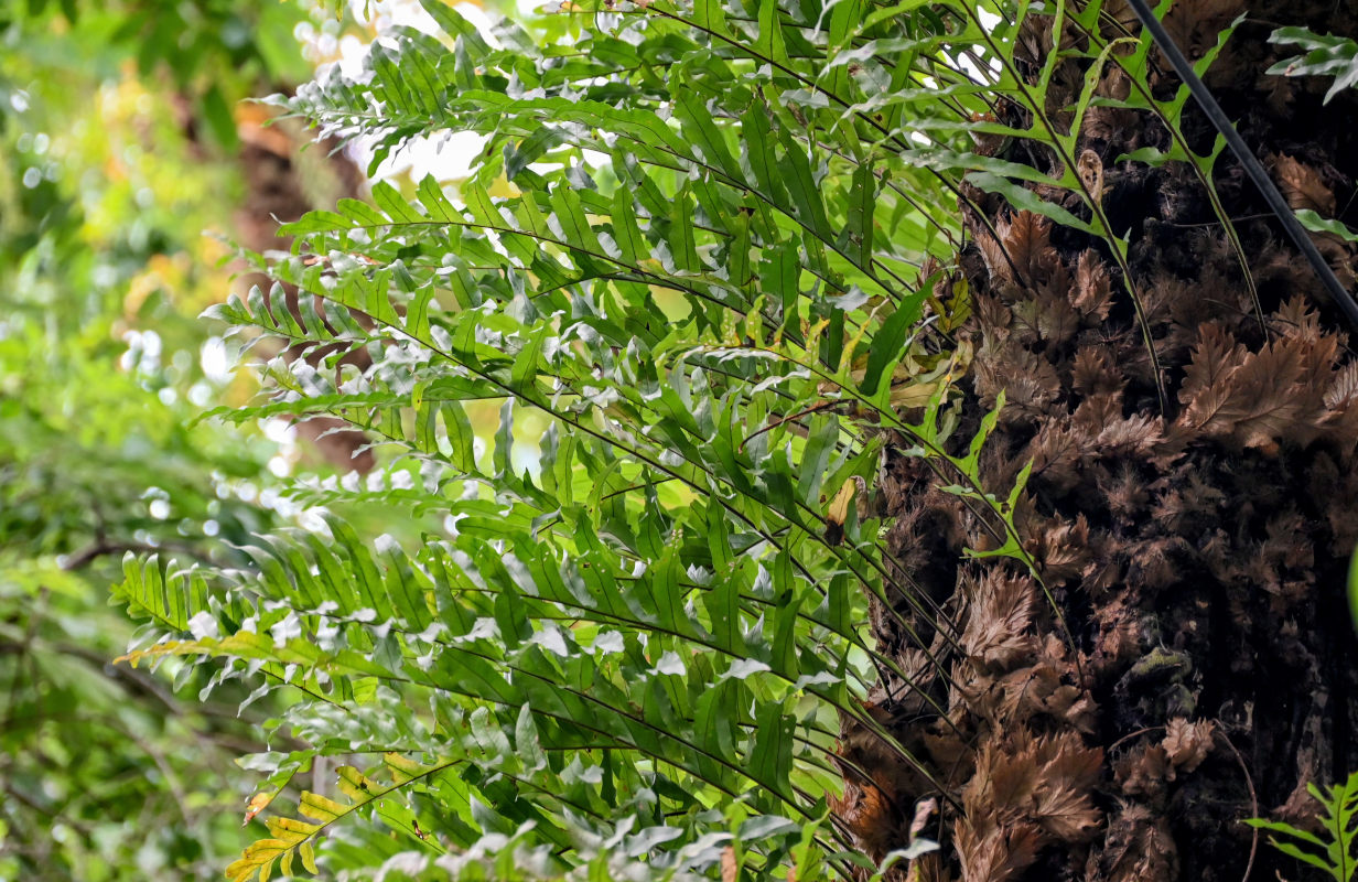 Image of Drynaria roosii specimen.